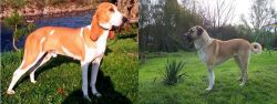 Schweizer Laufhund vs Anatolian Shepherd - Breed Comparison
