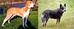Schweizer Laufhund vs Austrailian Blue Heeler - Breed Comparison