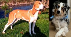 Schweizer Laufhund vs Australian Collie - Breed Comparison