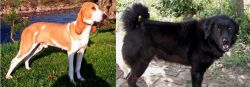 Schweizer Laufhund vs Bakharwal Dog - Breed Comparison