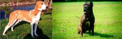 Schweizer Laufhund vs Bandog - Breed Comparison