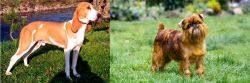 Schweizer Laufhund vs Belgian Griffon - Breed Comparison