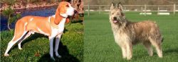 Schweizer Laufhund vs Berger Picard - Breed Comparison