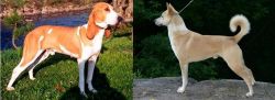 Schweizer Laufhund vs Canaan Dog - Breed Comparison