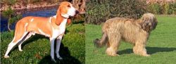 Schweizer Laufhund vs Catalan Sheepdog - Breed Comparison