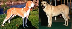 Schweizer Laufhund vs Central Anatolian Shepherd - Breed Comparison