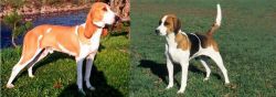 Schweizer Laufhund vs English Foxhound - Breed Comparison