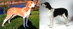 Schweizer Laufhund vs Francais Blanc et Noir - Breed Comparison