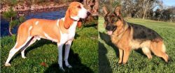 Schweizer Laufhund vs German Shepherd - Breed Comparison