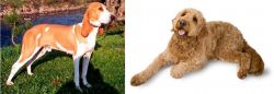 Schweizer Laufhund vs Golden Doodle - Breed Comparison