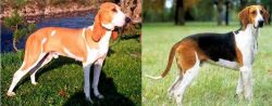 Schweizer Laufhund vs Grand Anglo-Francais Tricolore - Breed Comparison