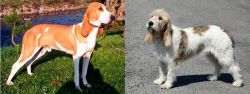 Schweizer Laufhund vs Grand Basset Griffon Vendeen - Breed Comparison