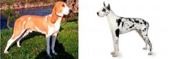 Schweizer Laufhund vs Great Dane - Breed Comparison