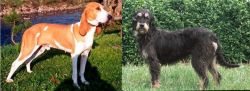 Schweizer Laufhund vs Griffon Nivernais - Breed Comparison