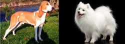 Schweizer Laufhund vs Japanese Spitz - Breed Comparison