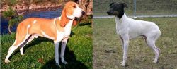 Schweizer Laufhund vs Japanese Terrier - Breed Comparison