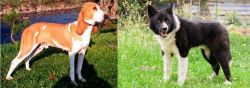 Schweizer Laufhund vs Karelian Bear Dog - Breed Comparison