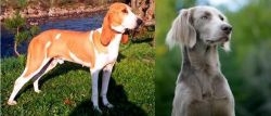 Schweizer Laufhund vs Longhaired Weimaraner - Breed Comparison