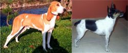 Schweizer Laufhund vs Miniature Fox Terrier - Breed Comparison