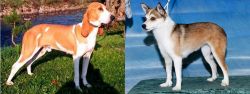Schweizer Laufhund vs Norwegian Lundehund - Breed Comparison