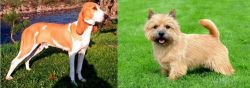 Schweizer Laufhund vs Norwich Terrier - Breed Comparison