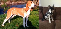 Schweizer Laufhund vs Pomsky - Breed Comparison