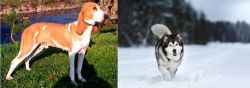 Schweizer Laufhund vs Siberian Husky - Breed Comparison