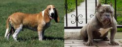 Schweizer Niederlaufhund vs American Bully - Breed Comparison