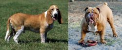 Schweizer Niederlaufhund vs Australian Bulldog - Breed Comparison