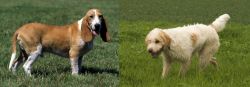 Schweizer Niederlaufhund vs Briquet Griffon Vendeen - Breed Comparison