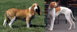 Schweizer Niederlaufhund vs English Pointer - Breed Comparison