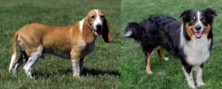Schweizer Niederlaufhund vs English Shepherd - Breed Comparison