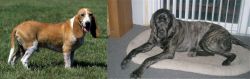 Schweizer Niederlaufhund vs Giant Maso Mastiff - Breed Comparison