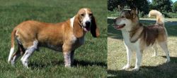 Schweizer Niederlaufhund vs Greenland Dog - Breed Comparison