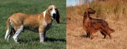 Schweizer Niederlaufhund vs Irish Setter - Breed Comparison