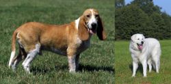 Schweizer Niederlaufhund vs Kuvasz - Breed Comparison