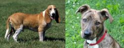 Schweizer Niederlaufhund vs Mountain Cur - Breed Comparison