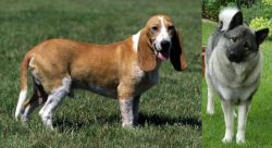 Schweizer Niederlaufhund vs Norwegian Elkhound - Breed Comparison