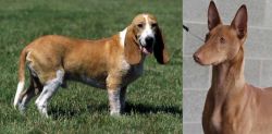 Schweizer Niederlaufhund vs Pharaoh Hound - Breed Comparison