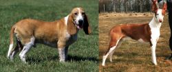 Schweizer Niederlaufhund vs Podenco Canario - Breed Comparison