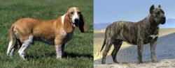 Schweizer Niederlaufhund vs Presa Canario - Breed Comparison