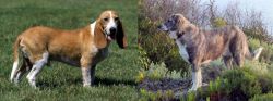 Schweizer Niederlaufhund vs Rafeiro do Alentejo - Breed Comparison