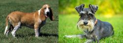 Schweizer Niederlaufhund vs Schnauzer - Breed Comparison