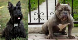 Scoland Terrier vs American Bully - Breed Comparison