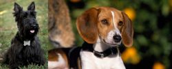 Scoland Terrier vs American Foxhound - Breed Comparison