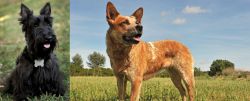 Scoland Terrier vs Australian Red Heeler - Breed Comparison