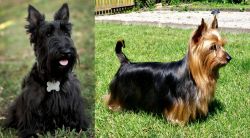 Scoland Terrier vs Australian Silky Terrier - Breed Comparison