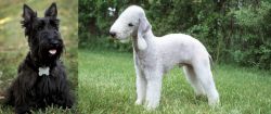 Scoland Terrier vs Bedlington Terrier - Breed Comparison