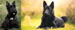 Scoland Terrier vs Black Norwegian Elkhound - Breed Comparison