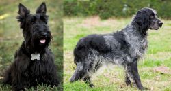 Scoland Terrier vs Blue Picardy Spaniel - Breed Comparison